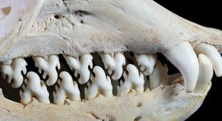 Зачем тюленю-крабоеду такие зубы? (6 фото)