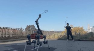 Робособака грає у бадмінтон з людиною (3 фото + 1 відео)