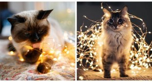 Магия огоньков и котиков (26 фото)