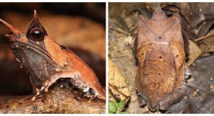 Гуру маскування – малайська рогата жаба (6 фото)