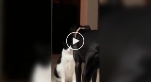 A funny cat’s reaction to a dog’s barking