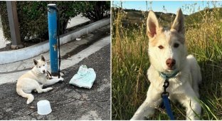 The dog was tied to a pole and abandoned on the street (15 photos)