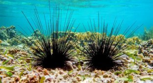 Mysterious pathogen turns sea urchins into skeletons (4 photos)