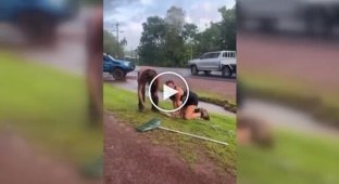 Австралийка помогла поймать крокодила