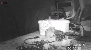 A farmer installed a camera to find out who cleans up his mess in the barn