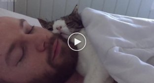 Monty the cat was adopted from the shelter and now he sleeps with his owner