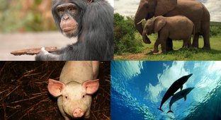 Десятка самых умных представителей мира животных (10 фото)