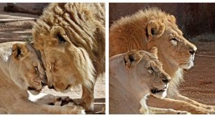 В США усыпили пару львов, которые прожили вместе 6 лет (4 фото)