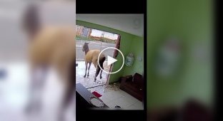 Why you shouldn't install mirrored doors when horses live nearby