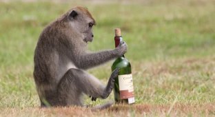 Don't Get Drunk, but Survive: Clever Ways Wild Animals Use Alcohol (9 Photos)