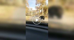 К зиме готов: упитанный медведь переходит дорогу