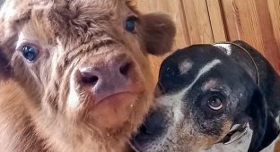 A calf rejected by the herd was raised by dogs (5 photos + 1 video)