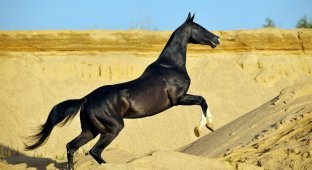The most beautiful Akhal-Teke horses (32 photos + 1 video)