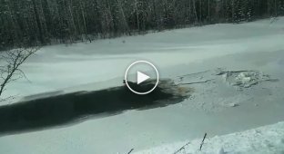 Спасение косули в холодной воде среди льда
