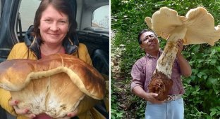 19 cases when people went to the forest and stumbled upon a real mushroom treasure (20 photos)