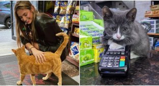 "Магазинные" коты захватывают Нью-Йорк (19 фото)