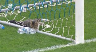 The cat decided to rest in the football goal during the match
