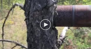 125mm BK-14m HEAT projectile stuck in a tree somewhere in Ukraine