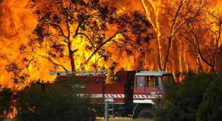  Пожары в Австралии (36 фото)