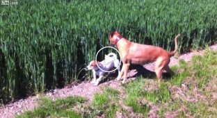Собака прыгает в траве
