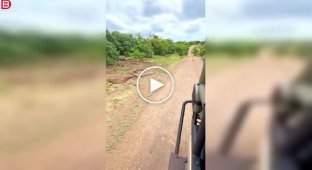 Лев и бородавочник: напряженная встреча в дикой природе