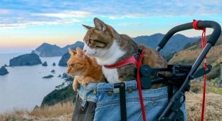 Дайкичи и Фуку-Чан - кошки, которые гуляют вместе со своим хозяином (11 фото + 1 видео)