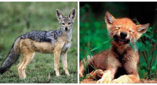 Перепіс чи недоволк? Унікальний мешканець Чорного континенту (8 фото + 1 відео)