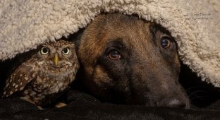 Необычная дружба собаки и совой (8 фото)