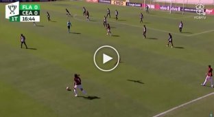 A parrot tried to attack a soccer player