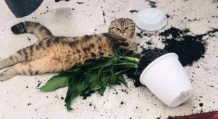 A selection of cat hooliganism (15 photos)