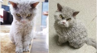 Cat with an evil muzzle became popular in the network (17 photos)