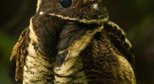 Attention, long-eared nightjar (9 photos)