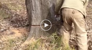 A man had to cut down a tree to save his four-legged friend