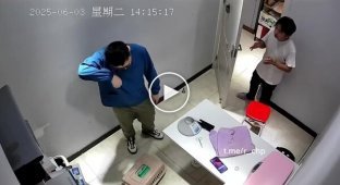 Страшніше кішки звірі немає