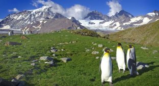 Пингвины на острове Южная Джоджия (7 фото)