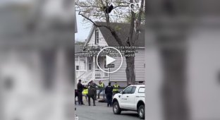 A bear stuck in a tree was rescued in the US