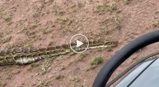 Large python swallows impala