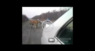 Тигр перекрыл дорогу