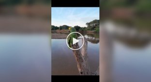 Musical break with a singing parrot
