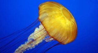 Is it true that jellyfish don't have a brain? (4 photos)