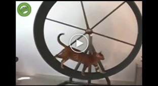 Кошки развлекаются на колесе