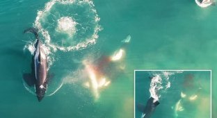 Дрон запечатлел охоту косаток на акулу (7 фото + 1 видео)