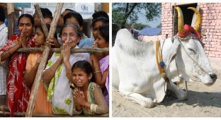 В Индии закатили шикарные поминки после смерти быка (2 фото)