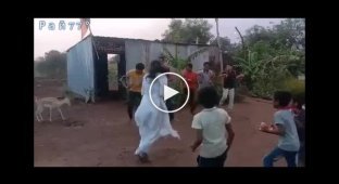 Козел не стримався і пустився в танець поруч із кришноїтами в Індії