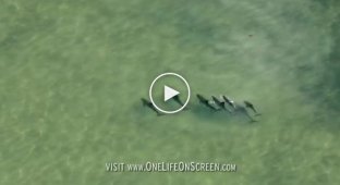 Первоклассная охота дельфинов на мелководье
