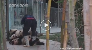Панды разули смотрителя китайского зоопарка