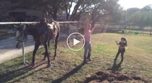 Дівчатка почали танцювати під улюблену пісню і завели цим коня, що стоїть поруч.