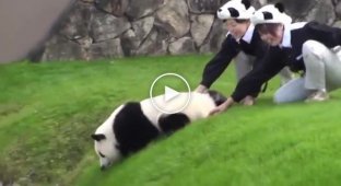 Милая панда в японском зоопарке