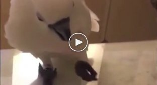 Parrots also like to play with a laser pointer