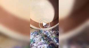 Хом'як-довгожитель